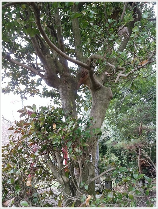 ���������ɂ��s�v�c�̖�