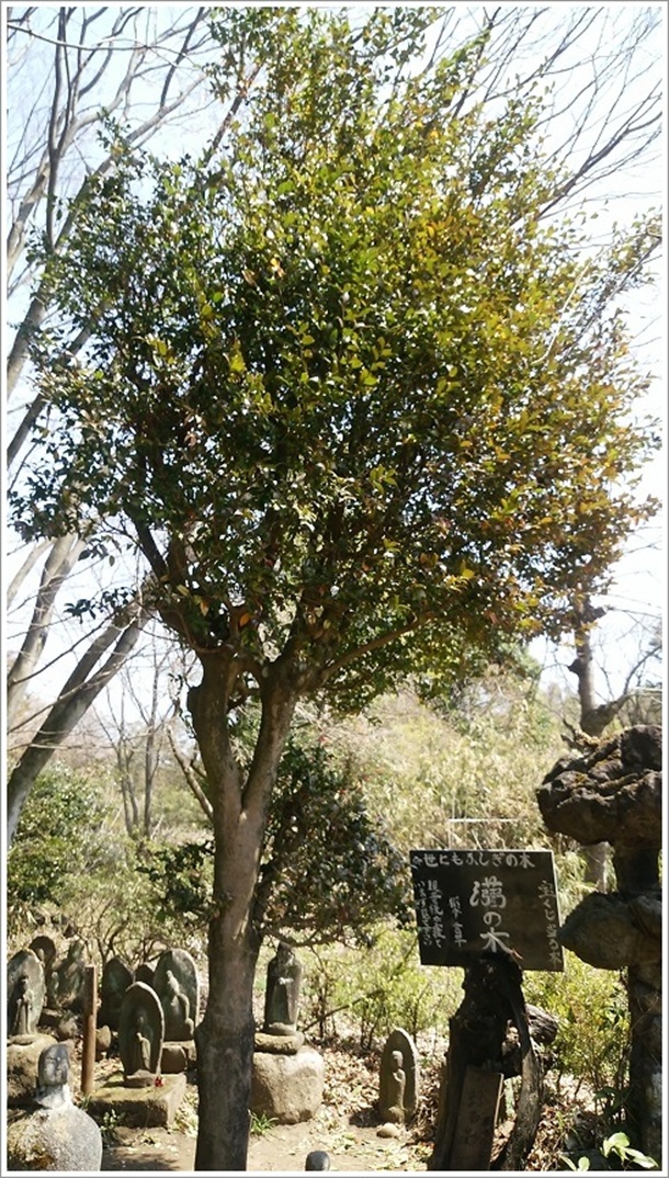 ���ɂ��s�v�c�̖ؑS�̉摜