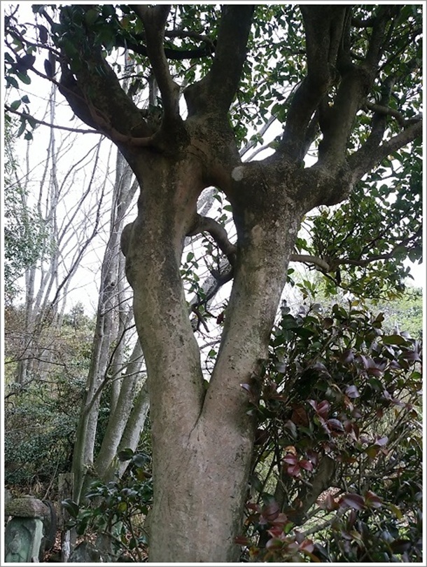 ���ɂ��ӂ����̖�