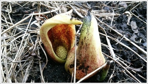 �O���������ȍ��T���i���̌E�U�[���\�E�Q���n�j