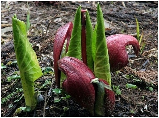 �U�[���\�E�̎ʐ^