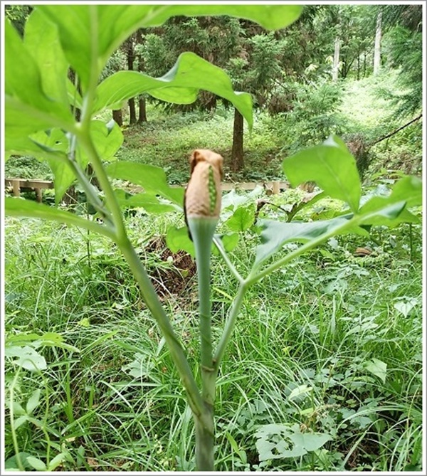 �U�[���\�E�Q���n�ɐ�����ڂ݂̑���