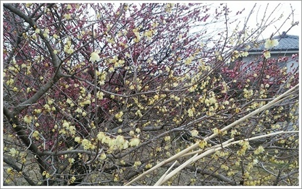 �~�̉ԁi�����~�ёP�n�~�܂���j