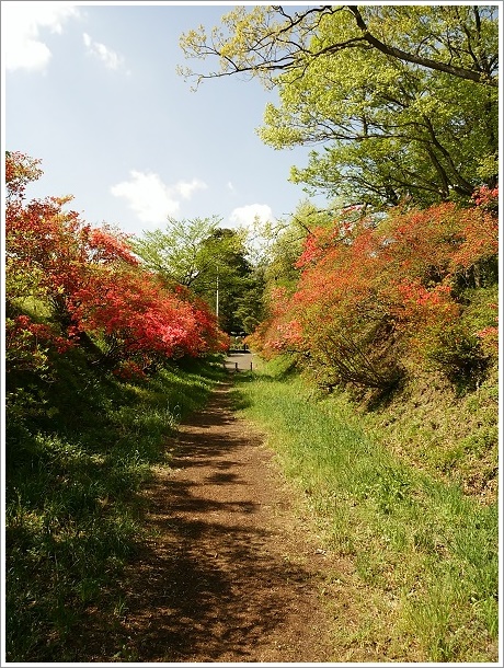 つつじ群散歩道