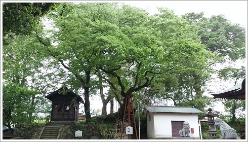 イボとり神様が宿る熊野神社の大欅