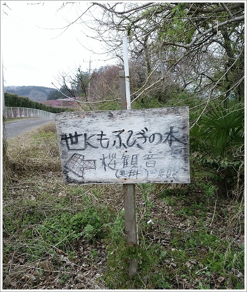 世にも不思議の木の案内看板