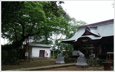 熊野神社と樹齢千年以上の大欅